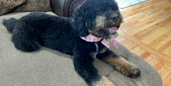 Do Mini Bernedoodles Shed? Coat Types and Allergies Explained