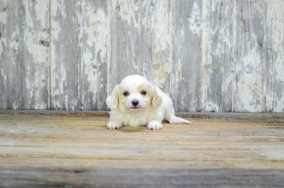 Best Cavachon Baby