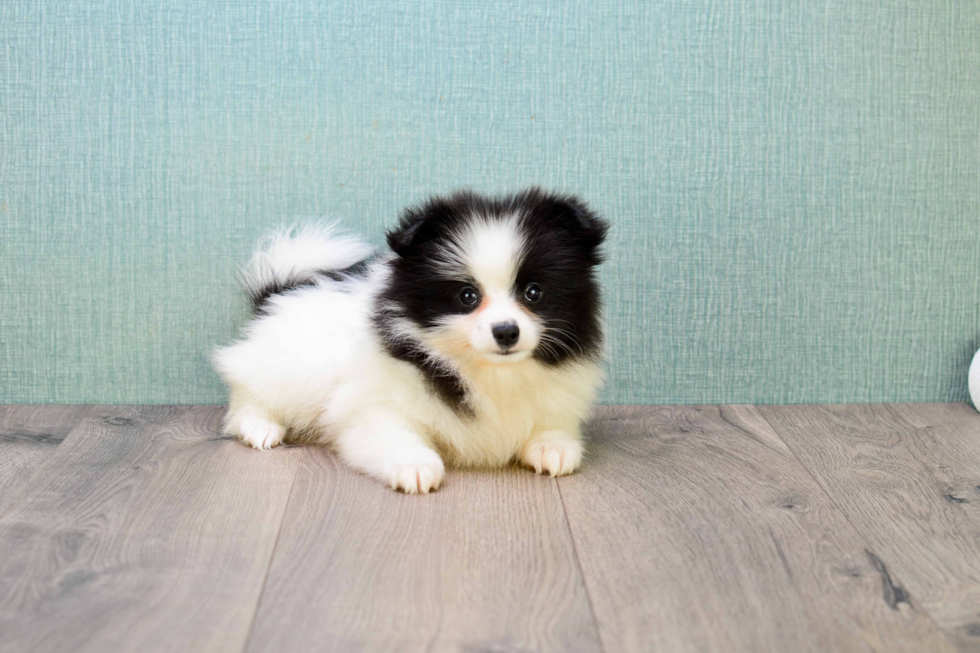 Akc Registered Pomeranian Baby