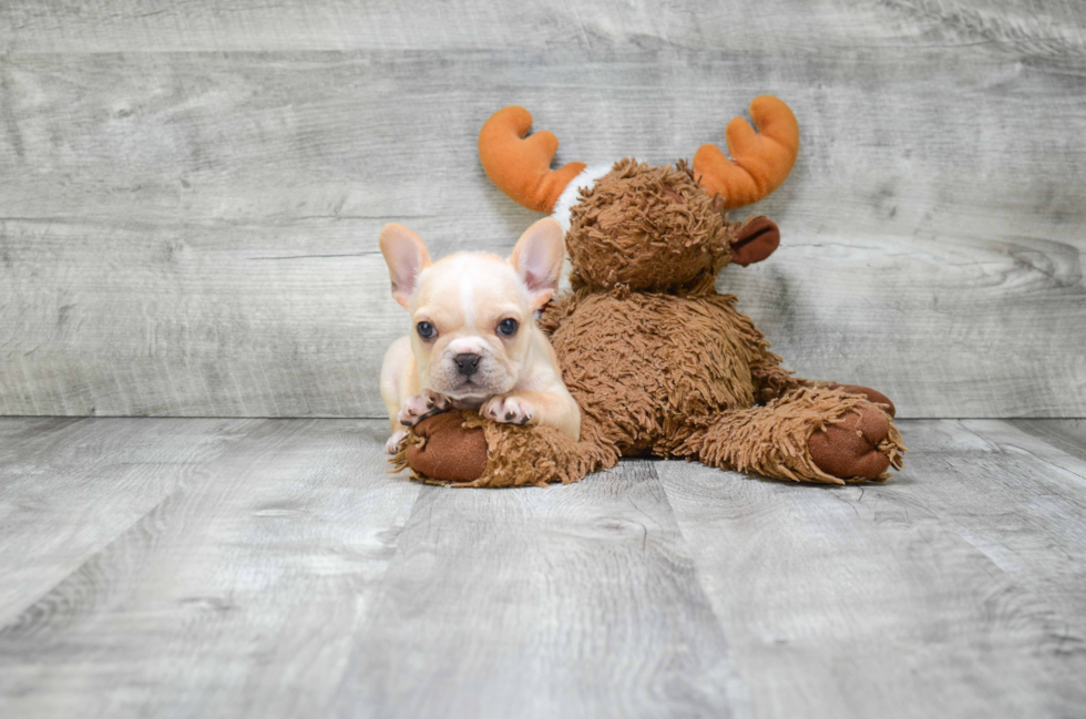 French Bulldog Pup Being Cute