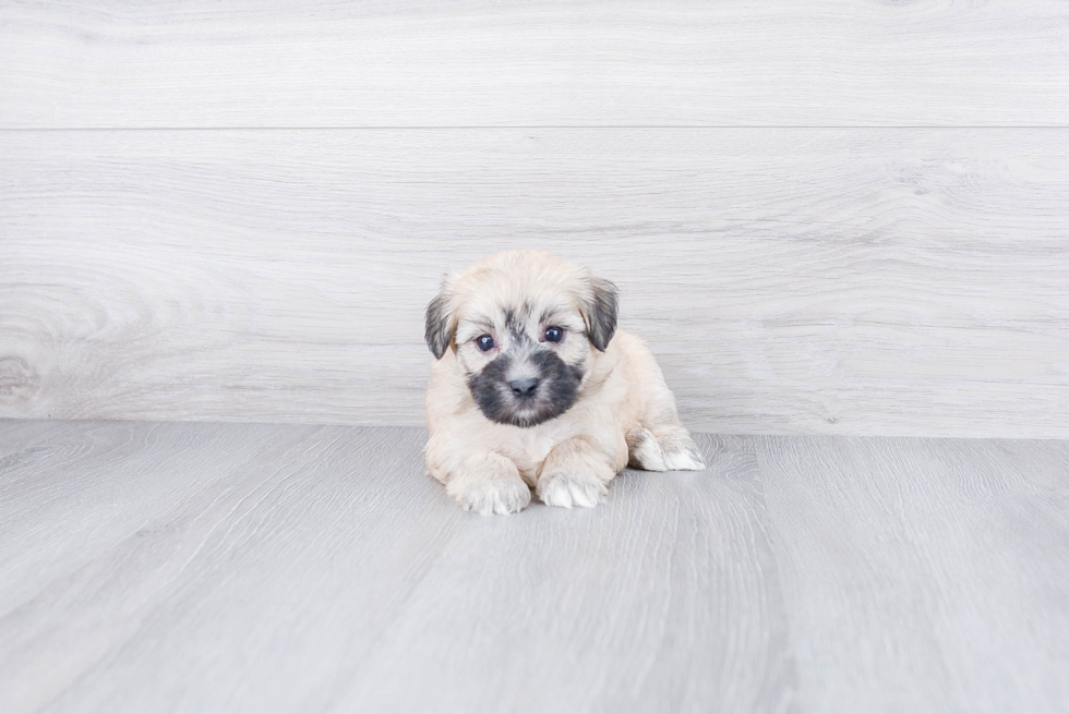 Havanese Pup Being Cute