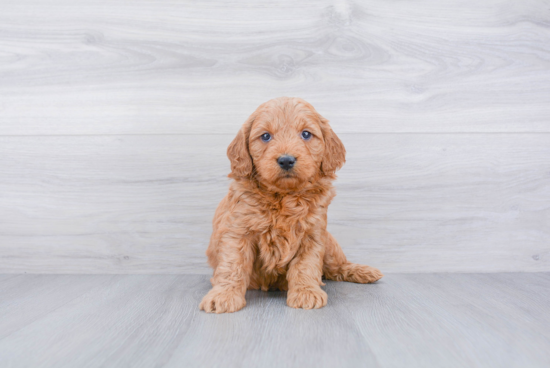 Little Golden Retriever Poodle Mix Puppy