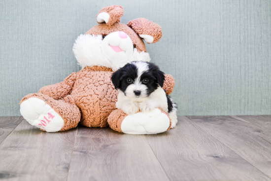 Playful Yorkie Designer Puppy