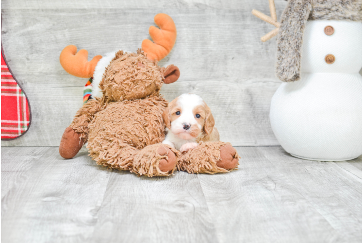 Cavapoo Puppy for Adoption