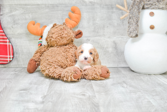 Cavapoo Puppy for Adoption