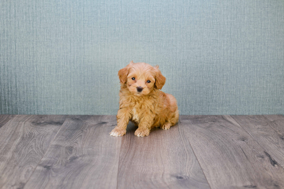 Mini Goldendoodle Pup Being Cute