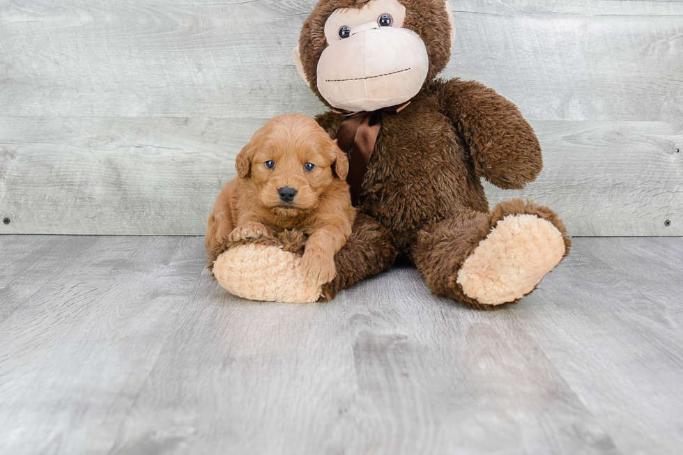 Hypoallergenic Golden Retriever Poodle Mix Puppy