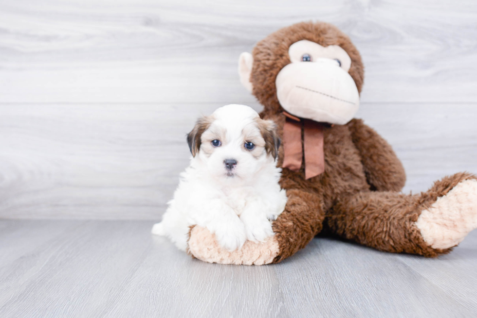 Teddy Bear Pup Being Cute