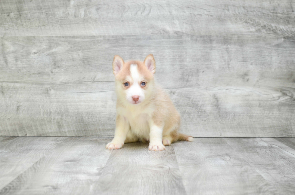 Pomsky Pup Being Cute