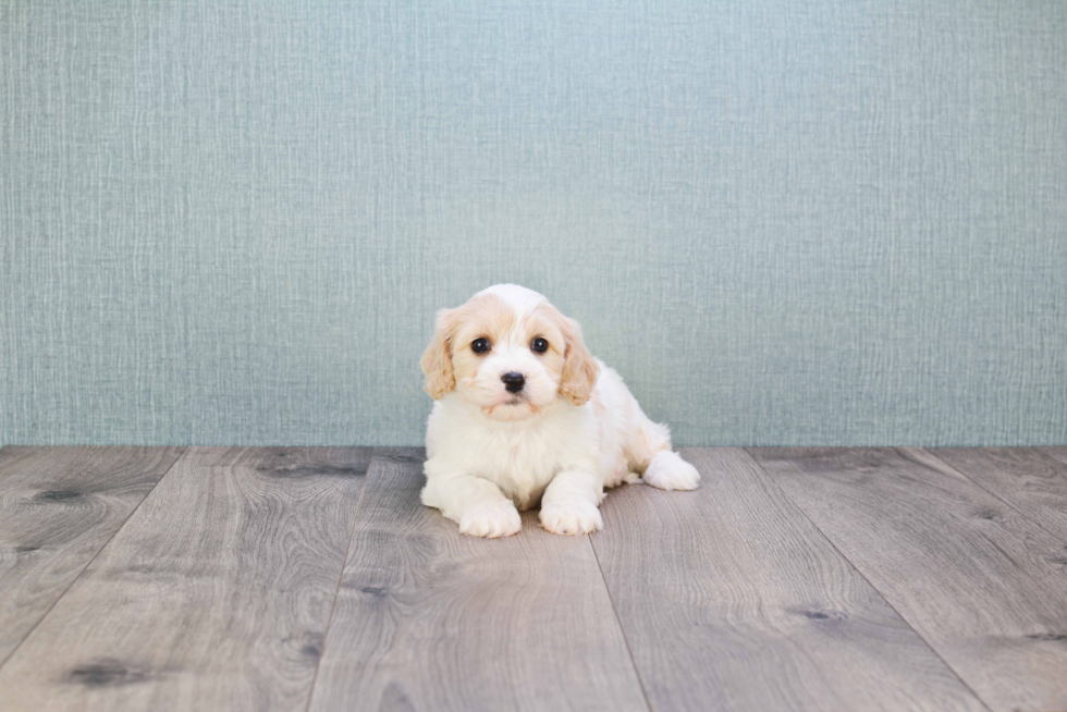 Cavachon Pup Being Cute