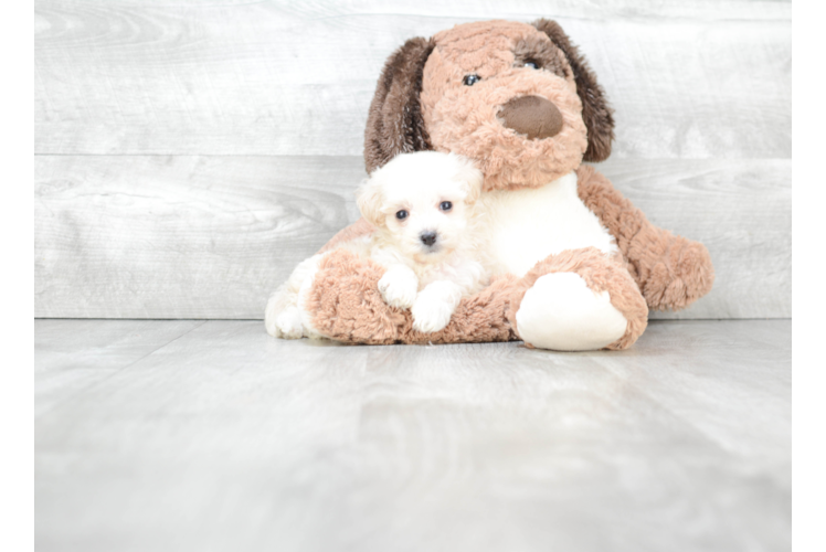 Maltipoo Puppy for Adoption