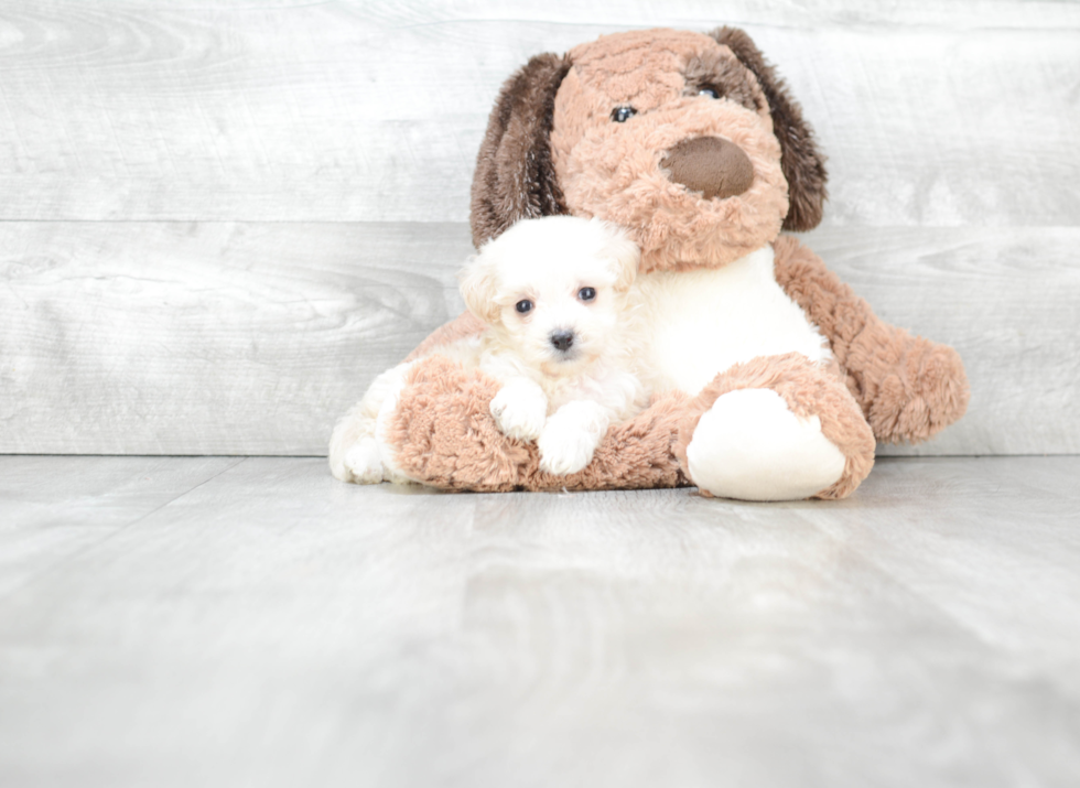 Maltipoo Puppy for Adoption