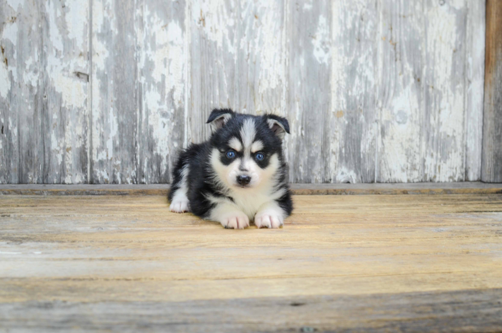 Playful Mini Husky Designer Puppy