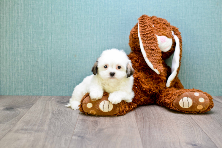 Funny Teddy Bear Designer Pup