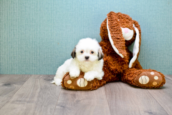 Funny Teddy Bear Designer Pup