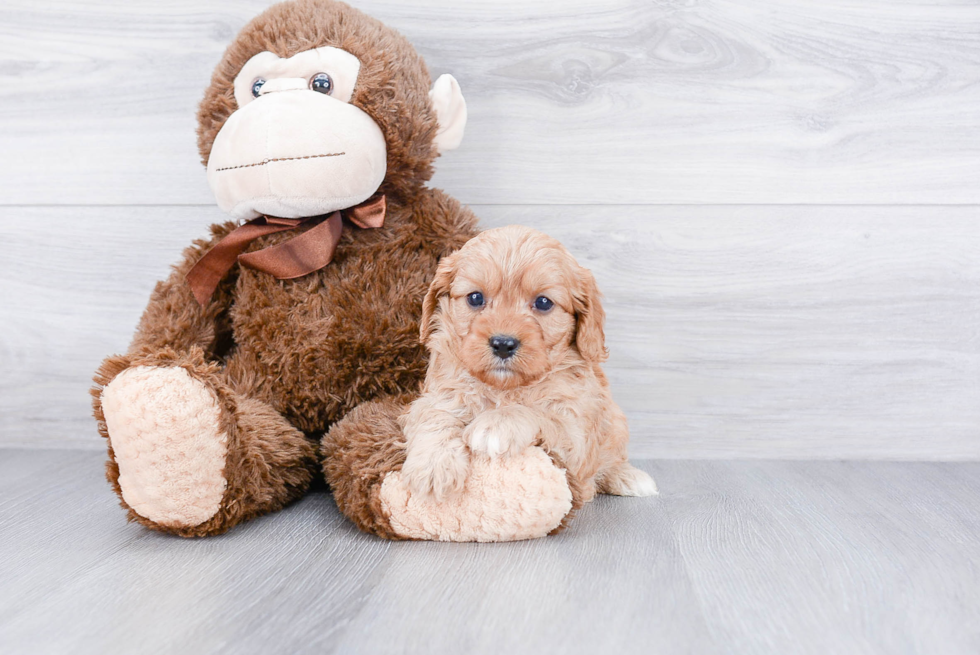 Playful Cavoodle Poodle Mix Puppy