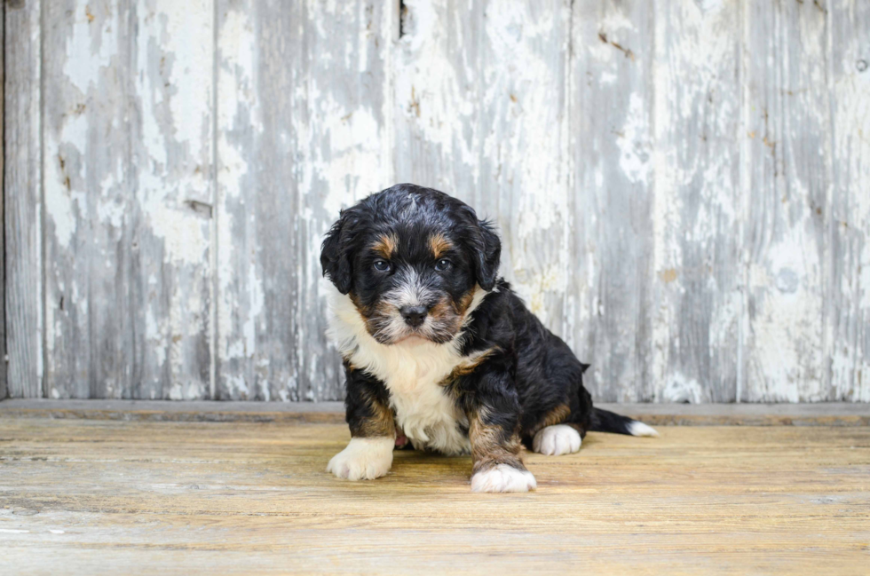 Mini Bernedoodle Pup Being Cute