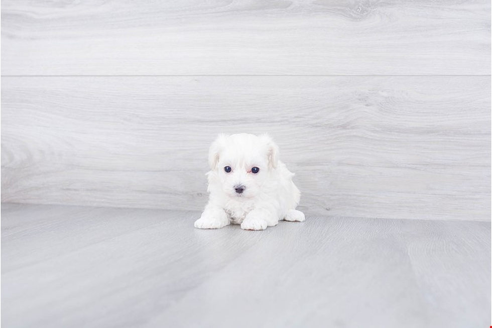 Best Maltipoo Baby