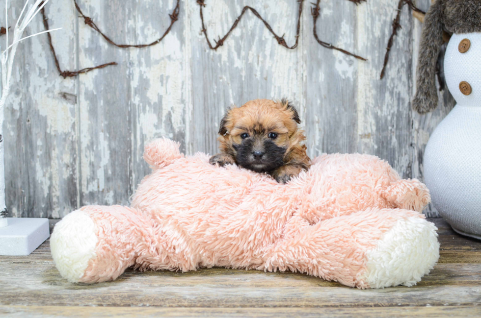 Morkie Pup Being Cute