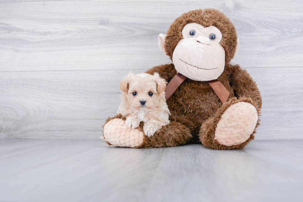 Funny Maltipoo Poodle Mix Pup