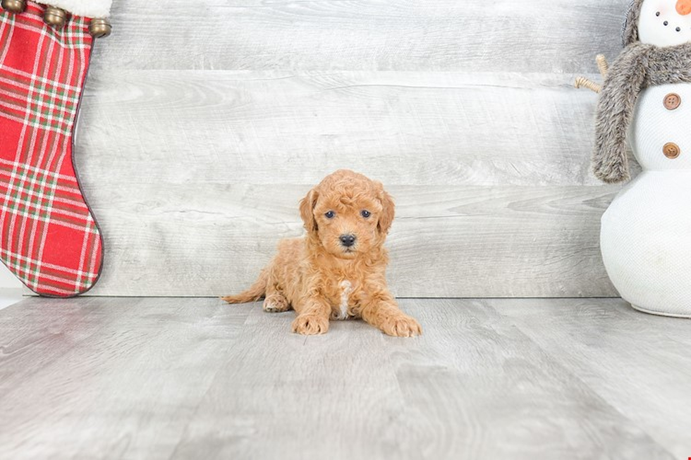 Best Mini Goldendoodle Baby