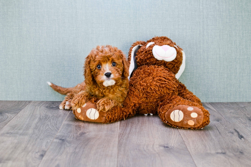 Little Cavoodle Poodle Mix Puppy