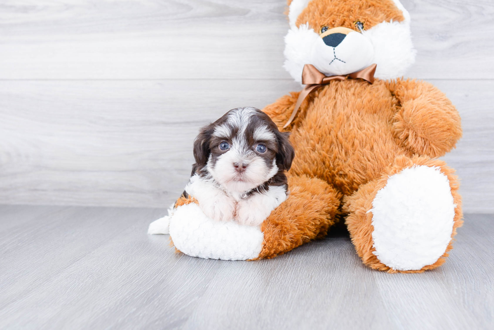 Small Havanese Purebred Pup