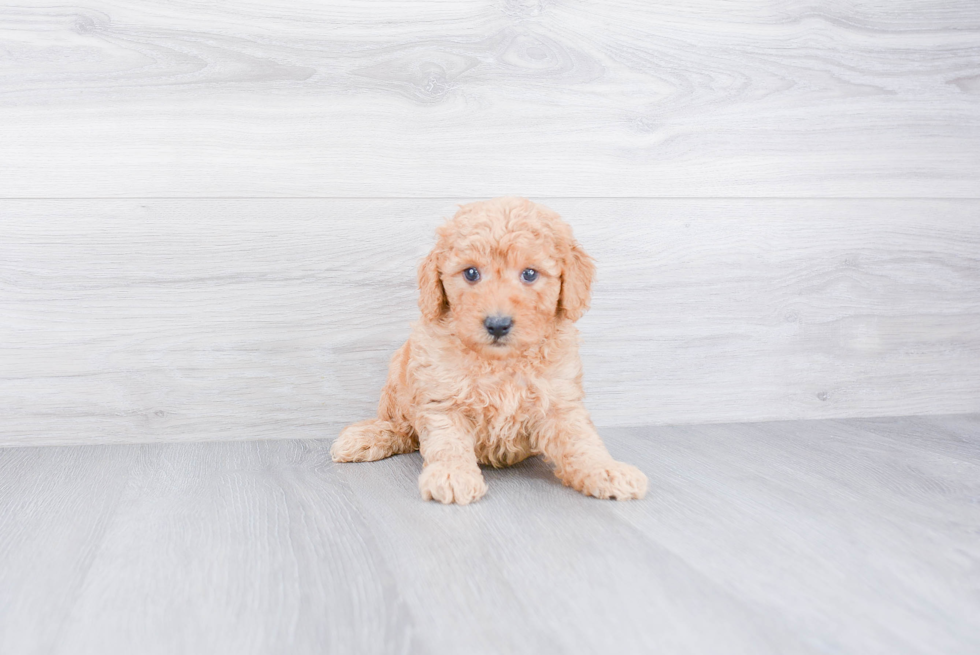 Funny Mini Goldendoodle Poodle Mix Pup