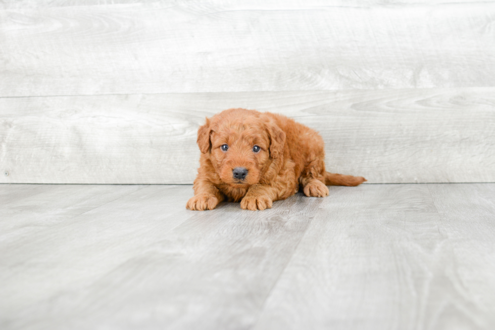 Mini Goldendoodle Puppy for Adoption