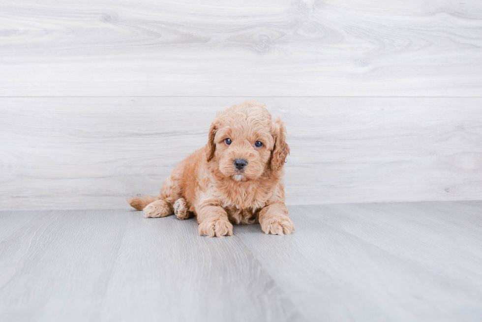 Energetic Cockerpoo Poodle Mix Puppy