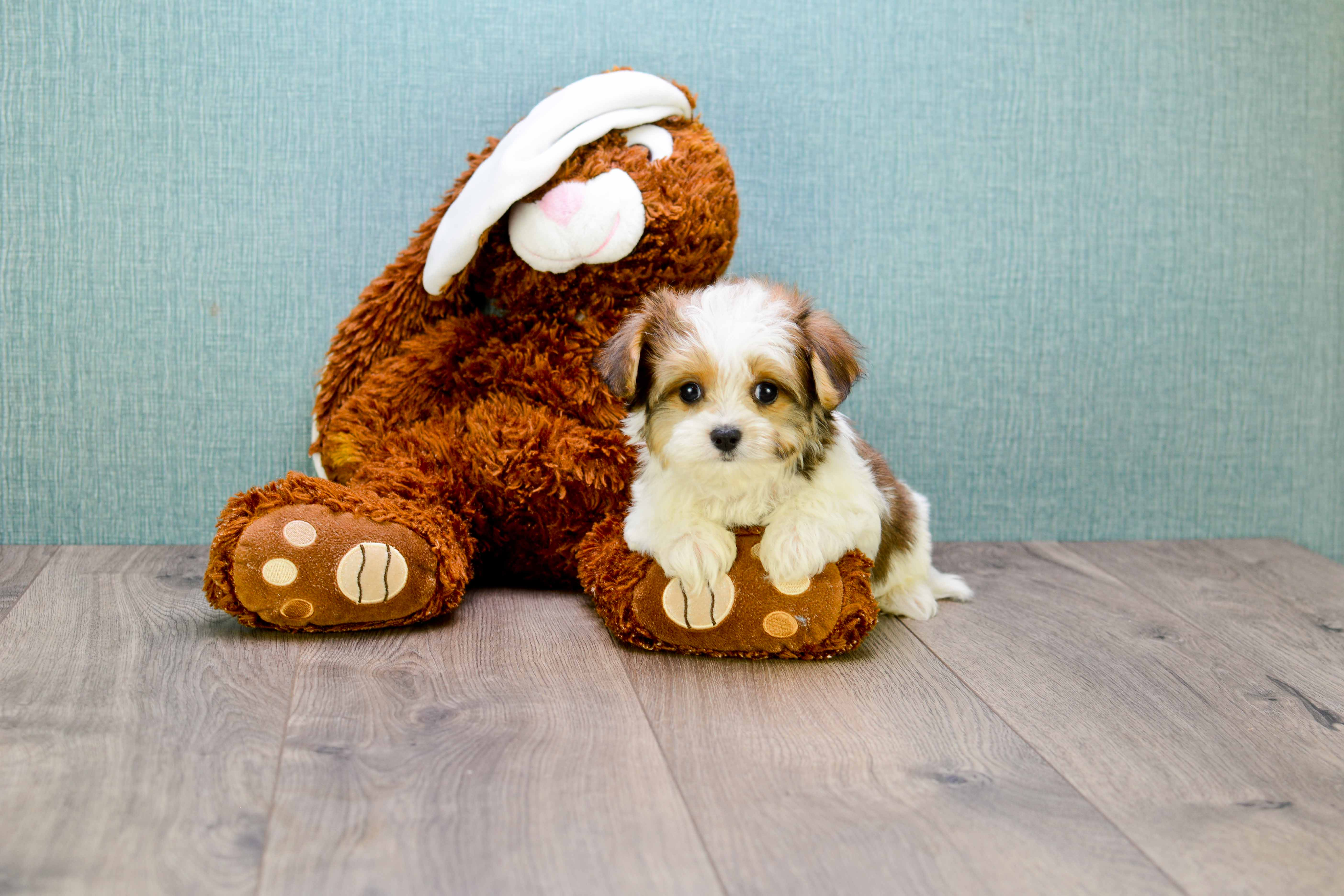Morkie Pup Being Cute