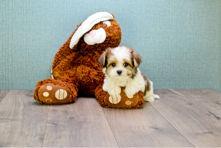 Morkie Pup Being Cute