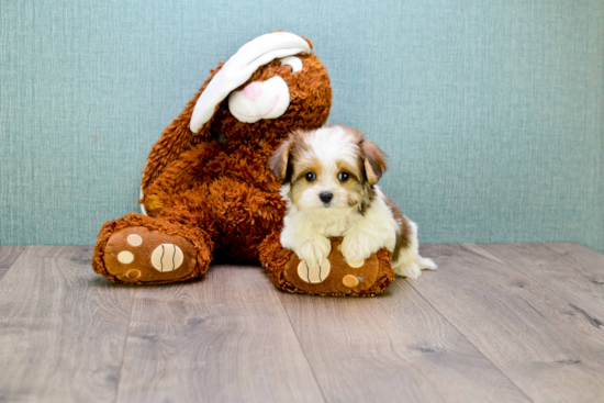 Morkie Pup Being Cute