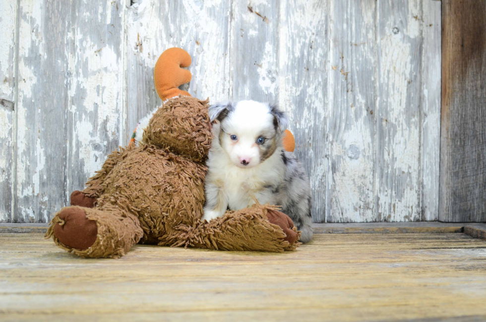 Best Mini Aussiedoodle Baby