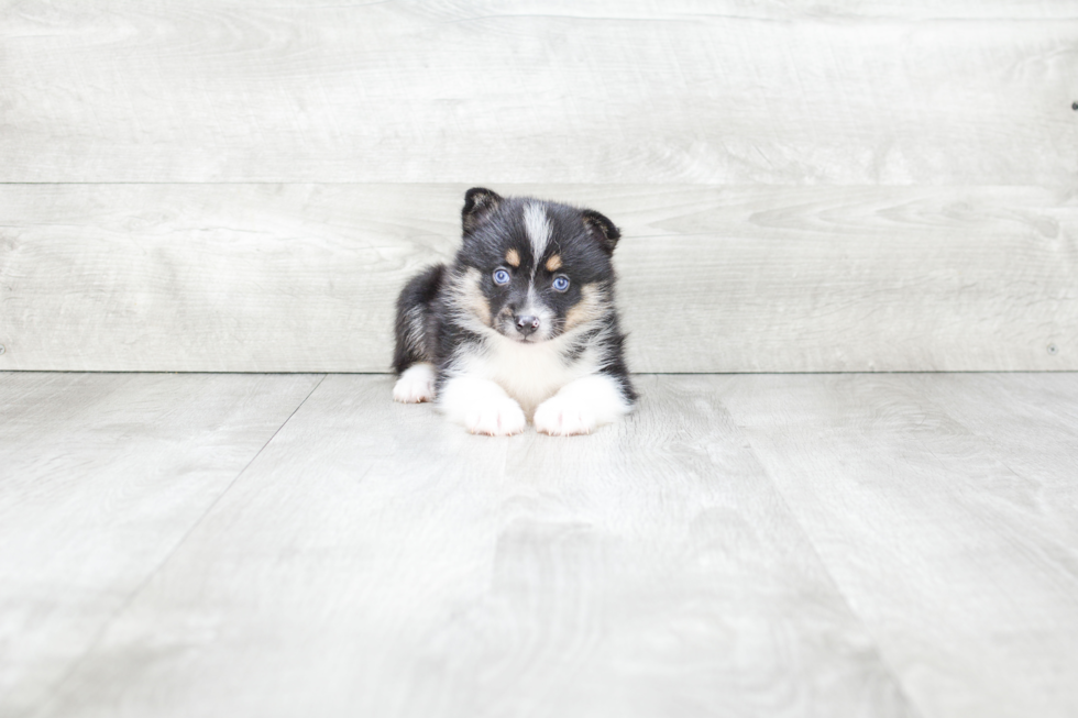 Smart Pomsky Designer Pup