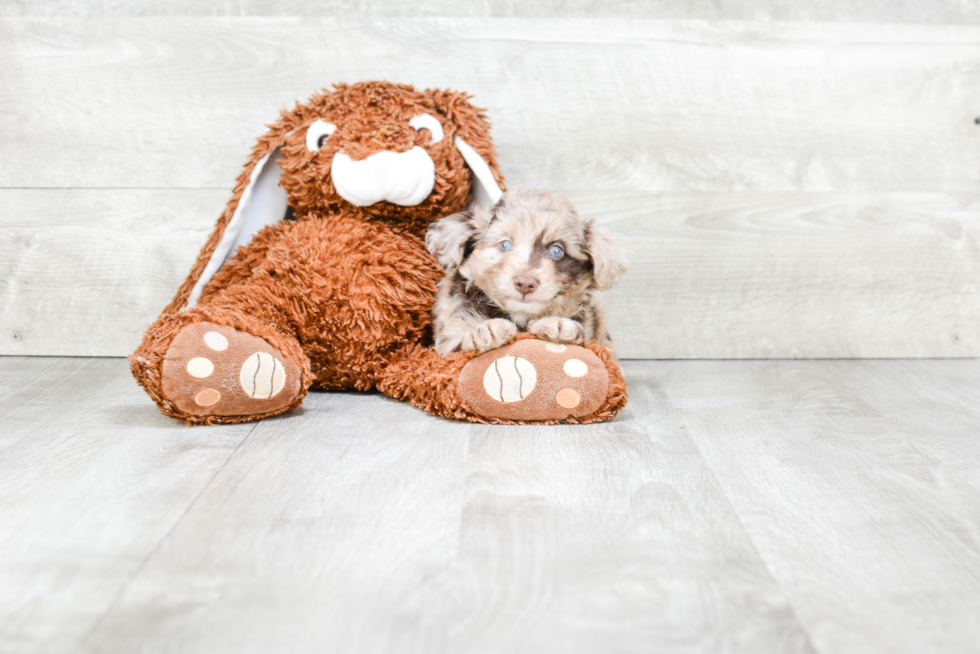 Best Mini Aussiedoodle Baby