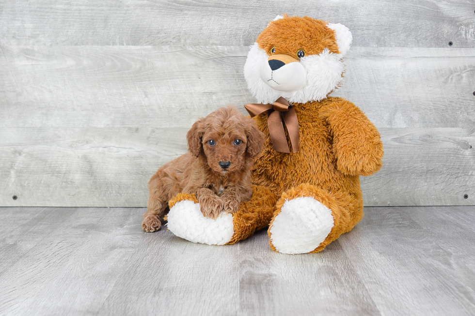 Mini Goldendoodle Pup Being Cute