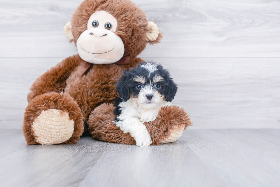 Playful Cavalier Designer Puppy