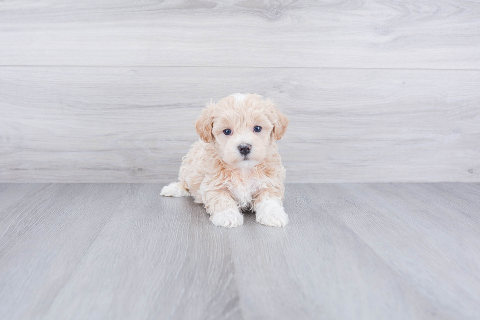 Best Maltipoo Baby