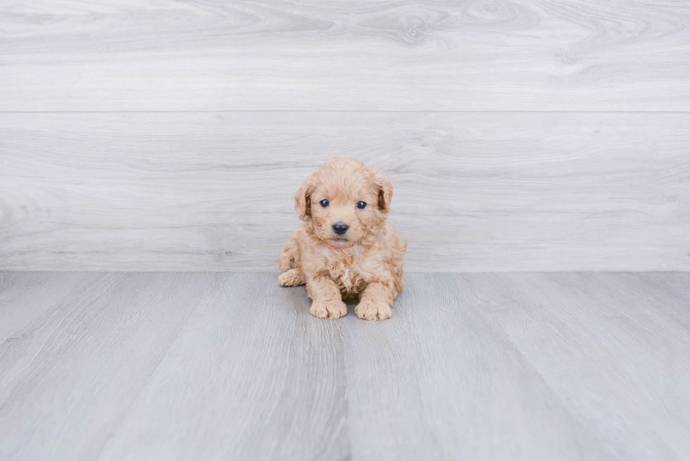 Cavapoo Pup Being Cute