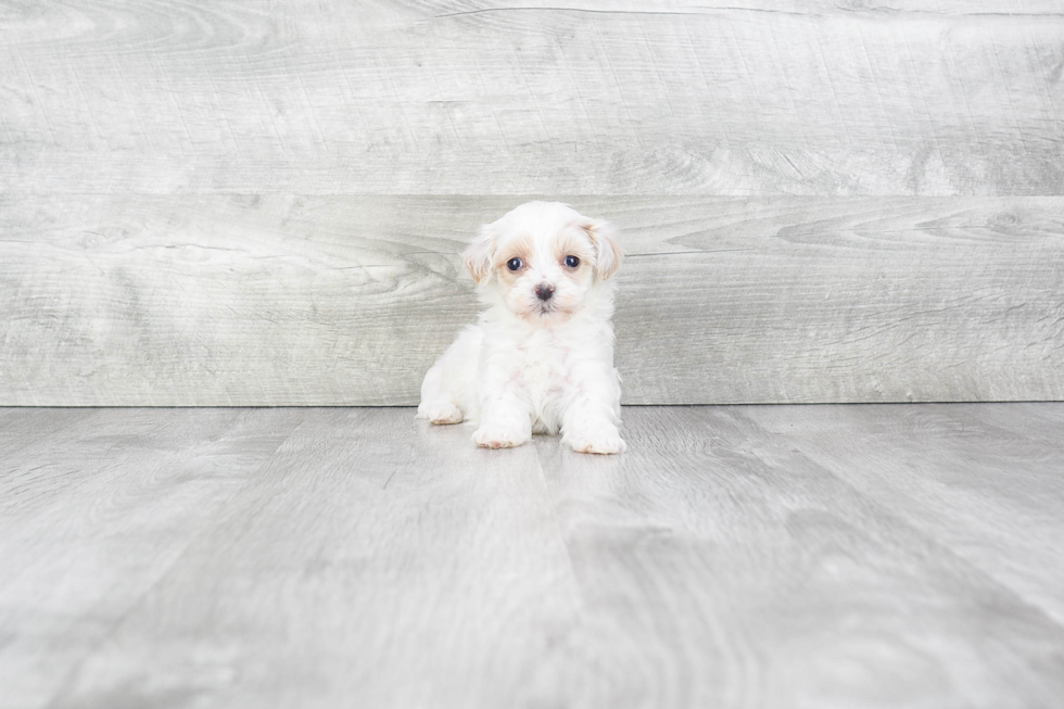 Popular Maltipoo Poodle Mix Pup