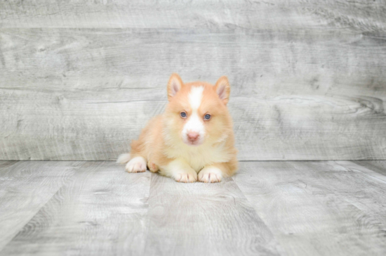 Pomsky Pup Being Cute