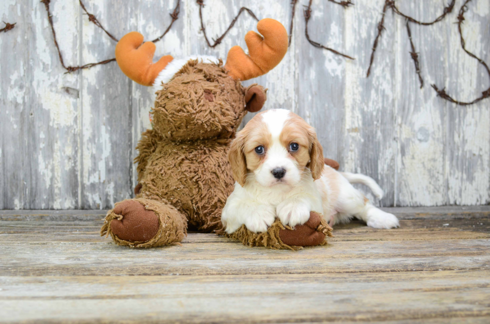 Cavachon Pup Being Cute