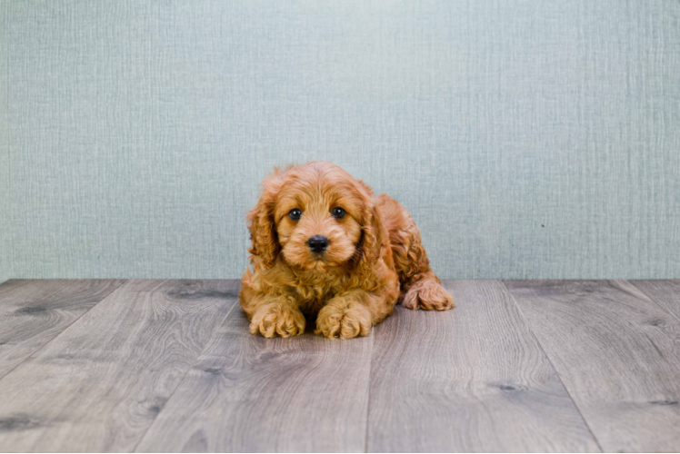 Cavapoo Pup Being Cute