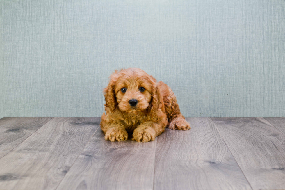 Cavapoo Pup Being Cute