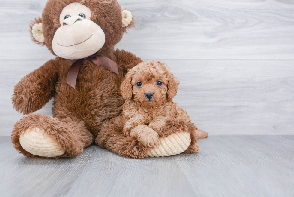 Playful Cavoodle Poodle Mix Puppy