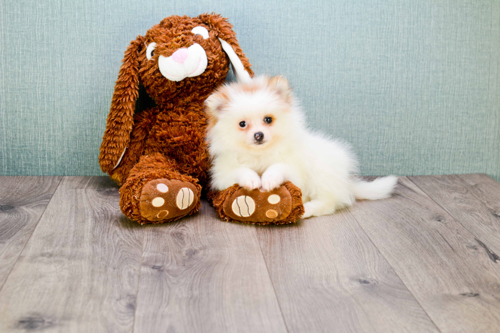 Best Pomeranian Baby