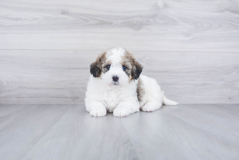 Smart Mini Bernedoodle Poodle Mix Pup