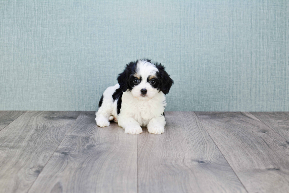 Best Cavachon Baby