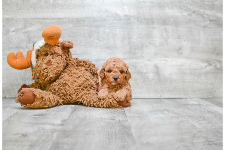 Best Cavapoo Baby